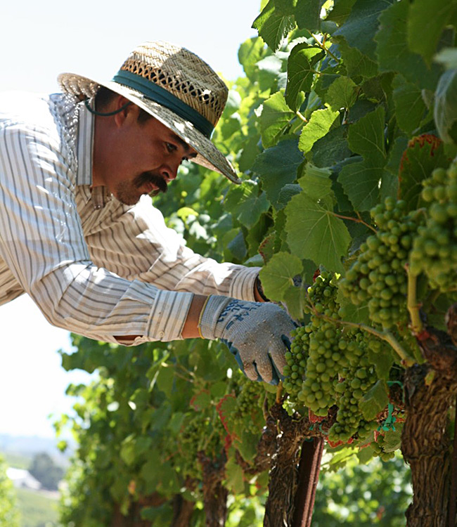 Vineyard Worker Picking Grapes